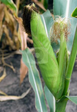 To use this stock image in your creative project, please select the size you need over to the right and click the "Add to Cart" button.
Your downloaded image will come with the Cutcaster watermark removed so don’t worry about the watermark you see on this page. Corn in husks fresh corn stock photo, Corn in husks fresh corn raw corn green corn husks corn on the cob by Vladyslav Danilin
