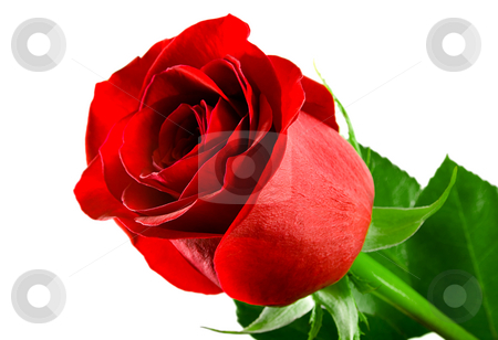 To use this stock image in your creative project, please select the size you need over to the right and click the "Add to Cart" button.
Your downloaded image will come with the Cutcaster watermark removed so don’t worry about the watermark you see on this page. Flowering rose stock photo, Flowering rose isolated on white background by Vladyslav Danilin