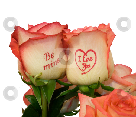 To use this stock image in your creative project, please select the size you need over to the right and click the "Add to Cart" button.
Your downloaded image will come with the Cutcaster watermark removed so don’t worry about the watermark you see on this page. Pink roses with inscription stock photo, Pink roses with inscription ,close-up .Isolated On white background. by Vladyslav Danilin