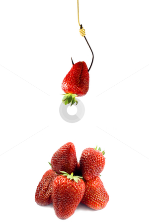 To use this stock image in your creative project, please select the size you need over to the right and click the "Add to Cart" button.
Your downloaded image will come with the Cutcaster watermark removed so don’t worry about the watermark you see on this page. Strawberries bait stock photo, Strawberries bait on hook isolated on white background. by Vladyslav Danilin