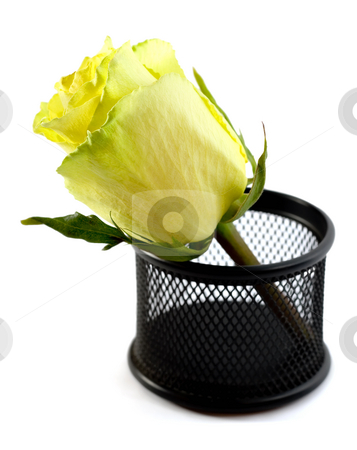 To use this stock image in your creative project, please select the size you need over to the right and click the "Add to Cart" button.
Your downloaded image will come with the Cutcaster watermark removed so don’t worry about the watermark you see on this page. Yellow rose stock photo, Yellow rose isolated in white background.Focus is on the front flower. by Vladyslav Danilin
