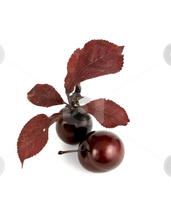 To use this stock image in your creative project, please select the size you need over to the right and click the "Add to Cart" button.
Your downloaded image will come with the Cutcaster watermark removed so don’t worry about the watermark you see on this page. Two red Cherries stock photo, Two red cherries on a white background by John Teeter