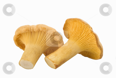 To use this stock image in your creative project, please select the size you need over to the right and click the "Add to Cart" button.
Your downloaded image will come with the Cutcaster watermark removed so don’t worry about the watermark you see on this page. Chanterelle mushrooms stock photo, Chanterelle mushrooms isolated on a white background by Valery Kraynov