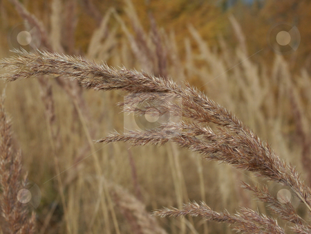 To use this stock image in your creative project, please select the size you need over to the right and click the "Add to Cart" button.
Your downloaded image will come with the Cutcaster watermark removed so don’t worry about the watermark you see on this page. Grass stock photo, Herbstliche Grasbl???te auf alpiner Wiese /
autumnal grass blooms on alpine meadow by Thomas K?