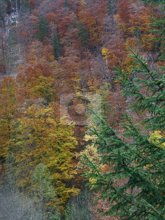 To use this stock image in your creative project, please select the size you need over to the right and click the "Add to Cart" button.
Your downloaded image will come with the Cutcaster watermark removed so don’t worry about the watermark you see on this page. Autumn mixed wood stock photo, Herbstlicher Mischwald auf Rax / Autumn mixed wood at Rax by Thomas K?