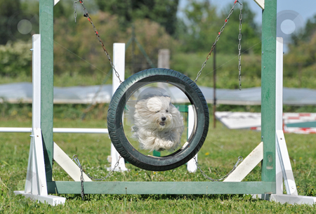 To use this stock image in your creative project, please select the size you need over to the right and click the "Add to Cart" button.
Your downloaded image will come with the Cutcaster watermark removed so don’t worry about the watermark you see on this page. Jumping maltese dog stock photo, Purebred maltese dog in a competition of agility by Bonzami Emmanuelle