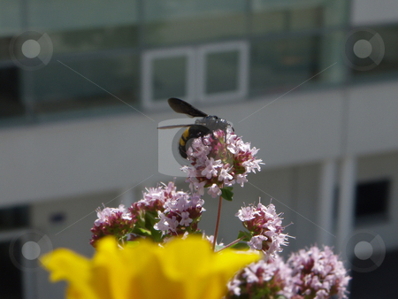 To use this stock image in your creative project, please select the size you need over to the right and click the "Add to Cart" button.
Your downloaded image will come with the Cutcaster watermark removed so don’t worry about the watermark you see on this page. Hornet stock photo, Hornisse auf Oreganobl???te sitzend / Hornet sitting on wild oregano blossoms by Thomas K?