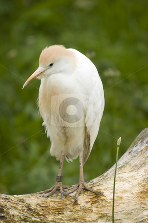 To use this stock image in your creative project, please select the size you need over to the right and click the "Add to Cart" button.
Your downloaded image will come with the Cutcaster watermark removed so don’t worry about the watermark you see on this page. Cattle Egret stock photo, Cattle egret standing on a tree trunk by Inge Schepers
