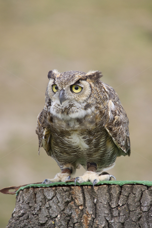 To use this stock image in your creative project, please select the size you need over to the right and click the "Add to Cart" button.
Your downloaded image will come with the Cutcaster watermark removed so don’t worry about the watermark you see on this page. Owl stock photo, Close-up photo of an owl by Inge Schepers