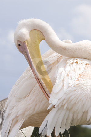 To use this stock image in your creative project, please select the size you need over to the right and click the "Add to Cart" button.
Your downloaded image will come with the Cutcaster watermark removed so don’t worry about the watermark you see on this page. Pelican stock photo, Close-up photo of a preening pelican by Inge Schepers