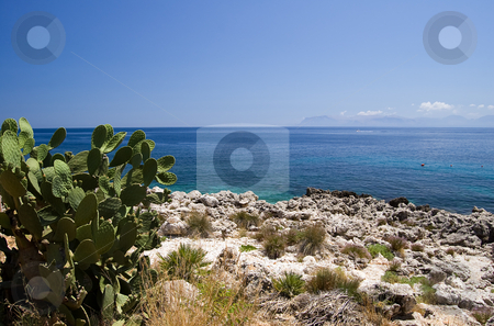To use this stock image in your creative project, please select the size you need over to the right and click the "Add to Cart" button.
Your downloaded image will come with the Cutcaster watermark removed so don’t worry about the watermark you see on this page. Mediterranean sea and Opuntia stock photo, A cactus (opuntia ficus indica) with Mediterranean Sea in background; Riserva dello Zingaro, Sicily, Italy by Roberto Marinello