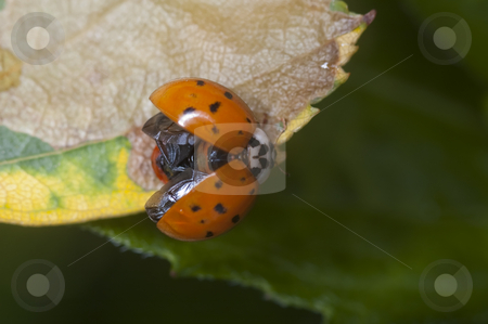 To use this stock image in your creative project, please select the size you need over to the right and click the "Add to Cart" button.
Your downloaded image will come with the Cutcaster watermark removed so don’t worry about the watermark you see on this page. Ladybug stock photo, Macro shot of a ladybug on a leaf by Vlad Podkhlebnik