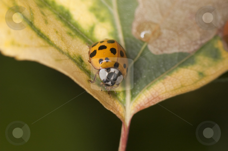 To use this stock image in your creative project, please select the size you need over to the right and click the "Add to Cart" button.
Your downloaded image will come with the Cutcaster watermark removed so don’t worry about the watermark you see on this page. Ladybug stock photo, Macro shot of a ladybug on a leaf by Vlad Podkhlebnik