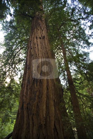 To use this stock image in your creative project, please select the size you need over to the right and click the "Add to Cart" button.
Your downloaded image will come with the Cutcaster watermark removed so don’t worry about the watermark you see on this page. Large Redwood Tree Muir Woods National Monument San Francisco Ca stock photo, Large Redwood Tree Muir Woods National Monument Mill Valley San Francisco California
Resubmit--In response to comments from reviewer have further processed image to reduce noise, sharpen focus, and adjust lighting. by William Perry