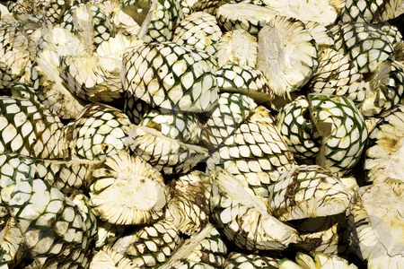 To use this stock image in your creative project, please select the size you need over to the right and click the "Add to Cart" button.
Your downloaded image will come with the Cutcaster watermark removed so don’t worry about the watermark you see on this page. Agave Fruit Piled Up and Waiting for Oven stock photo, Agave Fruit Piled Up and Waiting for Oven at Tequila Factory, Guadalajara, Mexico by William Perry