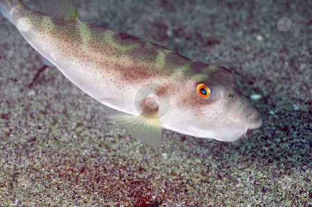 To use this stock image in your creative project, please select the size you need over to the right and click the "Add to Cart" button.
Your downloaded image will come with the Cutcaster watermark removed so don’t worry about the watermark you see on this page. Bulls Eye Puffer Fish stock photo, Sea of Cortez by Greg Amptman