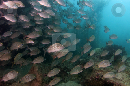 To use this stock image in your creative project, please select the size you need over to the right and click the "Add to Cart" button.
Your downloaded image will come with the Cutcaster watermark removed so don’t worry about the watermark you see on this page. Schooling Fish stock photo, Sea of Cortez by Greg Amptman