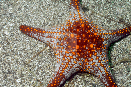 To use this stock image in your creative project, please select the size you need over to the right and click the "Add to Cart" button.
Your downloaded image will come with the Cutcaster watermark removed so don’t worry about the watermark you see on this page. Sea Star stock photo, Sea of Cortez by Greg Amptman