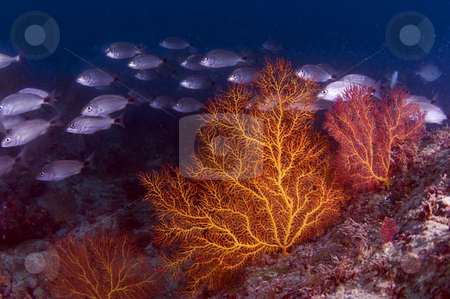To use this stock image in your creative project, please select the size you need over to the right and click the "Add to Cart" button.
Your downloaded image will come with the Cutcaster watermark removed so don’t worry about the watermark you see on this page. Reef on the Sea of Cortez stock photo, by Greg Amptman