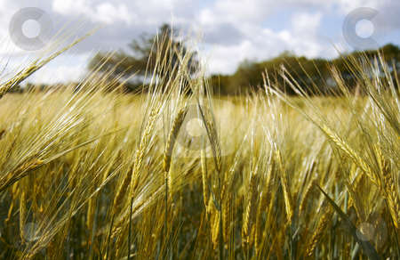 To use this stock image in your creative project, please select the size you need over to the right and click the "Add to Cart" button.
Your downloaded image will come with the Cutcaster watermark removed so don’t worry about the watermark you see on this page. Wheat Field stock photo, Wheat field by Jesper Klausen