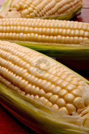 To use this stock image in your creative project, please select the size you need over to the right and click the "Add to Cart" button.
Your downloaded image will come with the Cutcaster watermark removed so don’t worry about the watermark you see on this page. Vertical shallow focus close up of three cobs on corn stock photo, Vertical shallow focus close up of three cobs on corn by Vince Clements