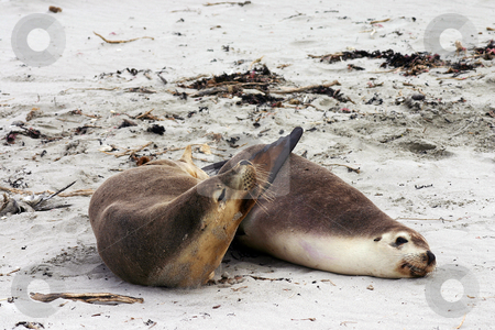 To use this stock image in your creative project, please select the size you need over to the right and click the "Add to Cart" button.
Your downloaded image will come with the Cutcaster watermark removed so don’t worry about the watermark you see on this page. Pair of Australian sea lion friends stock photo, Pair of Australian sea lion (Neophoca cinerea) friends on a beach at Seal Bay, Kangaroo Island, South Australia by Stephen Goodwin