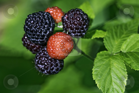 To use this stock image in your creative project, please select the size you need over to the right and click the "Add to Cart" button.
Your downloaded image will come with the Cutcaster watermark removed so don’t worry about the watermark you see on this page. Black raspberries ready to pick in a home garden stock photo, Black raspberries (Rubus occidentalis) ripening at the tip of a cane in a home garden by Stephen Goodwin