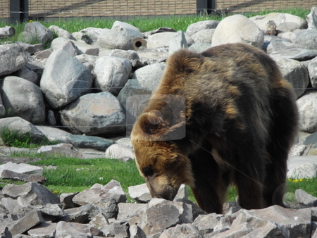 To use this stock image in your creative project, please select the size you need over to the right and click the "Add to Cart" button.
Your downloaded image will come with the Cutcaster watermark removed so don’t worry about the watermark you see on this page. Grizzly stock photo, Grizzlly bear searching for food by Kim Williams