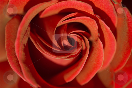 To use this stock image in your creative project, please select the size you need over to the right and click the "Add to Cart" button.
Your downloaded image will come with the Cutcaster watermark removed so don’t worry about the watermark you see on this page. Red rose stock photo, by Sergey Goruppa