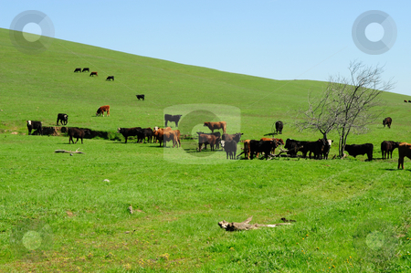 To use this stock image in your creative project, please select the size you need over to the right and click the "Add to Cart" button.
Your downloaded image will come with the Cutcaster watermark removed so don’t worry about the watermark you see on this page. Cattle Herd And Grassy Hills stock photo, Small herd of brown and black cattle feeding on the new spring grass growing on the open rolling hills by Lynn Bendickson