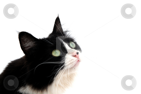 To use this stock image in your creative project, please select the size you need over to the right and click the "Add to Cart" button.
Your downloaded image will come with the Cutcaster watermark removed so don’t worry about the watermark you see on this page. Looking Up stock photo, Closeup of a black and white cat on a light colored background looking up out of the frame by Lynn Bendickson
