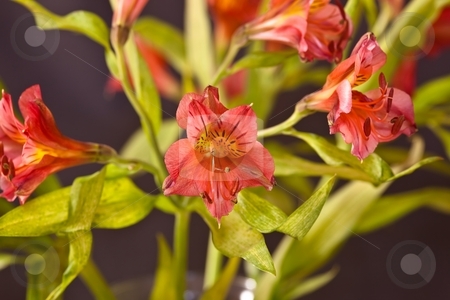 To use this stock image in your creative project, please select the size you need over to the right and click the "Add to Cart" button.
Your downloaded image will come with the Cutcaster watermark removed so don’t worry about the watermark you see on this page. Peruvian Lily stock photo, Alstroemeria commonly called the Peruvian Lily or Lily of the Incas, is a South American genus of about 50 species of flowering plants. by Mariusz Jurgielewicz