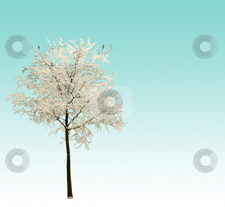 To use this stock image in your creative project, please select the size you need over to the right and click the "Add to Cart" button.
Your downloaded image will come with the Cutcaster watermark removed so don’t worry about the watermark you see on this page. Winter tree stock photo, Tree full of snow on blue and white gradient by Fabio Alcini