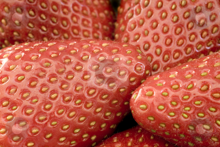 To use this stock image in your creative project, please select the size you need over to the right and click the "Add to Cart" button.
Your downloaded image will come with the Cutcaster watermark removed so don’t worry about the watermark you see on this page. Ripe strawberries stock photo, Close up on five ripe red strawberries by Stephen Gibson