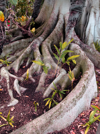 To use this stock image in your creative project, please select the size you need over to the right and click the "Add to Cart" button.
Your downloaded image will come with the Cutcaster watermark removed so don’t worry about the watermark you see on this page. Gnarled tree roots stock photo, Close-up of intricate and gnarled tree roots by Jill Reid