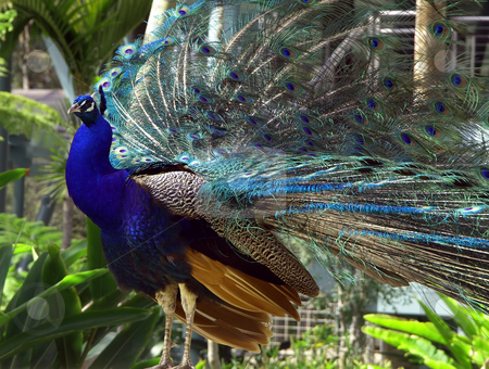To use this stock image in your creative project, please select the size you need over to the right and click the "Add to Cart" button.
Your downloaded image will come with the Cutcaster watermark removed so don’t worry about the watermark you see on this page. Colorful peacock and plumage stock photo, Colorful peacock with feathers and plumage by Jill Reid