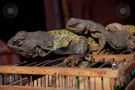 To use this stock image in your creative project, please select the size you need over to the right and click the "Add to Cart" button.
Your downloaded image will come with the Cutcaster watermark removed so don’t worry about the watermark you see on this page. Two lizards on their cage stock photo, Two lizards enjoying the sun on top of their cage in Marrakesh, Morocco by Wouter Roesems