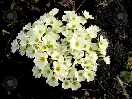 To use this stock image in your creative project, please select the size you need over to the right and click the "Add to Cart" button.
Your downloaded image will come with the Cutcaster watermark removed so don’t worry about the watermark you see on this page. Primrose Primula stock photo, A bunch of Primroses by Cheryl Bowman