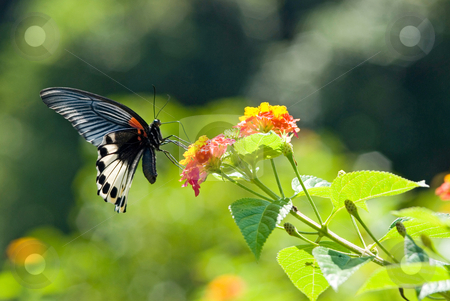 To use this stock image in your creative project, please select the size you need over to the right and click the "Add to Cart" button.
Your downloaded image will come with the Cutcaster watermark removed so don’t worry about the watermark you see on this page. Swallowtail butterfly stock photo, Swallowtail butterfly (Papilio memnon heronus Fruhstorfer, Papilionidae), Asia by Lawren