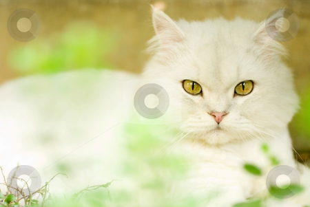 To use this stock image in your creative project, please select the size you need over to the right and click the "Add to Cart" button.
Your downloaded image will come with the Cutcaster watermark removed so don’t worry about the watermark you see on this page. Chinchilla cat stock photo, The cat stare at something, chinchilla cat by Lawren