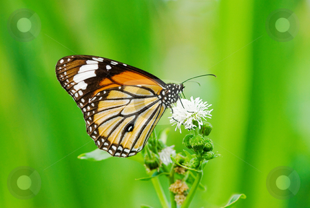 To use this stock image in your creative project, please select the size you need over to the right and click the "Add to Cart" button.
Your downloaded image will come with the Cutcaster watermark removed so don’t worry about the watermark you see on this page. Butterfly (Danaidae), common tiger stock photo, Butterfly (Danaidae), common tiger by Lawren