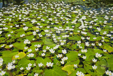 To use this stock image in your creative project, please select the size you need over to the right and click the "Add to Cart" button.
Your downloaded image will come with the Cutcaster watermark removed so don’t worry about the watermark you see on this page. White water snowflake field stock photo, White water snowflake filed (Nymphoides hydrophylla), aquatic plant, Taiwan, East Asia by Lawren