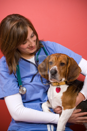 To use this stock image in your creative project, please select the size you need over to the right and click the "Add to Cart" button.
Your downloaded image will come with the Cutcaster watermark removed so don’t worry about the watermark you see on this page. Vet Checkup stock photo, A veterinarian checking out a beagle dog. by Todd Arena