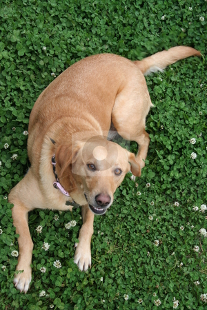 To use this stock image in your creative project, please select the size you need over to the right and click the "Add to Cart" button.
Your downloaded image will come with the Cutcaster watermark removed so don’t worry about the watermark you see on this page. Labrador in the Clover stock photo, Yellow Labrador lying in the clover by Debbie Hayes