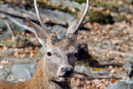 To use this stock image in your creative project, please select the size you need over to the right and click the "Add to Cart" button.
Your downloaded image will come with the Cutcaster watermark removed so don’t worry about the watermark you see on this page. Wapiti stock photo, Close-up portrait a a Wapiti in the Autumn season by Alain Turgeon