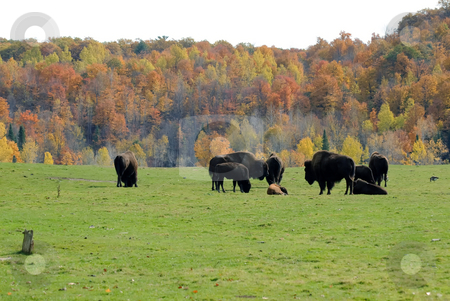 To use this stock image in your creative project, please select the size you need over to the right and click the "Add to Cart" button.
Your downloaded image will come with the Cutcaster watermark removed so don’t worry about the watermark you see on this page. Bison herd stock photo, Picture of a small bison herd in the Fall season by Alain Turgeon