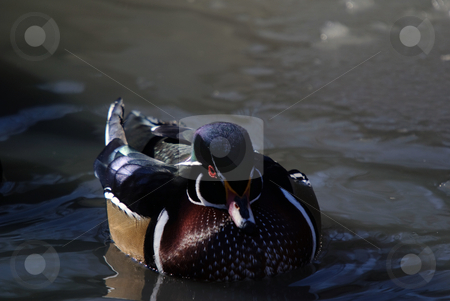 To use this stock image in your creative project, please select the size you need over to the right and click the "Add to Cart" button.
Your downloaded image will come with the Cutcaster watermark removed so don’t worry about the watermark you see on this page. Wood Duck stock photo, Picture of a beautiful Wood Duck swimming in a pond by Alain Turgeon