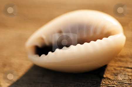 To use this stock image in your creative project, please select the size you need over to the right and click the "Add to Cart" button.
Your downloaded image will come with the Cutcaster watermark removed so don’t worry about the watermark you see on this page. Warm shell stock photo, A close-up of a shell. by Kristen Wood