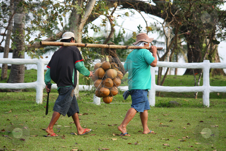 To use this stock image in your creative project, please select the size you need over to the right and click the "Add to Cart" button.
Your downloaded image will come with the Cutcaster watermark removed so don’t worry about the watermark you see on this page. Coconuts stock photo, A bunch of coconuts being carried by farmers with a pole of bamboo by Claro Alindogan