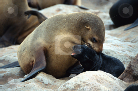 To use this stock image in your creative project, please select the size you need over to the right and click the "Add to Cart" button.
Your downloaded image will come with the Cutcaster watermark removed so don’t worry about the watermark you see on this page. Seals, Cape Cross, Namibia stock photo, Motherly Love, Cape Cross, Namibia by Sigrid Wittmann